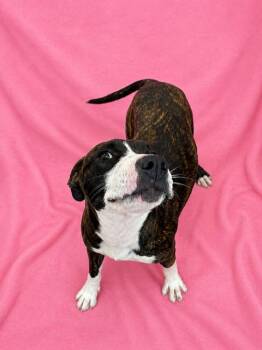 Crumble -  Hound Dog for Adoption in Marion, North Carolina - Crumble | PetCurious