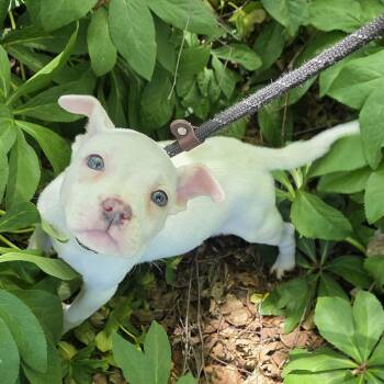 Mixed Breed Dogs Available for Adoption in Greensboro, North Carolina - Hazelnut | PetCurious