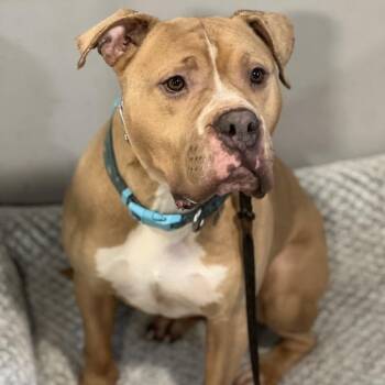 American Staffordshire Terrier Dogs Available for Adoption in Los Angeles, California - Franklin~ Foster Or Adopt | PetCurious