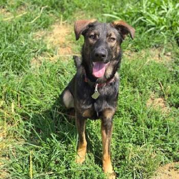 SARGE -  Shepherd Dog for Adoption in Scottsburg, Indiana - SARGE | PetCurious
