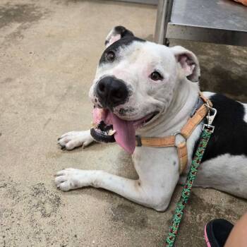 Billy -  American Staffordshire Terrier Dog for Adoption in Mooresville, North Carolina - Billy | PetCurious