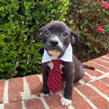 Fletcher -  Mixed Breed Dog for Adoption in Brownsboro, Alabama - Fletcher | PetCurious