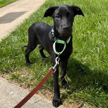Labrador Retriever Dogs Available for Adoption in Baldwin, Maryland - Betty | PetCurious