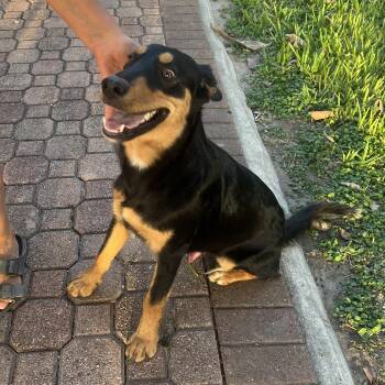 Clyde -  Rottweiler and Australian Shepherd Dog for Adoption in Harlingen, Texas - Clyde | PetCurious