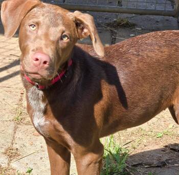 Poppy -  Catahoula Leopard Dog and Manchester Terrier Dog for Adoption - Poppy | PetCurious