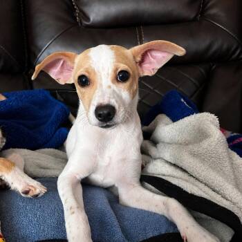 BJ CI -  Terrier and Mixed Breed Dog for Adoption in Austin, Texas - BJ CI | PetCurious