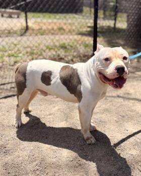 Mixed Breed Dogs Available for Adoption in Fairfax, Virginia - Nigel | PetCurious