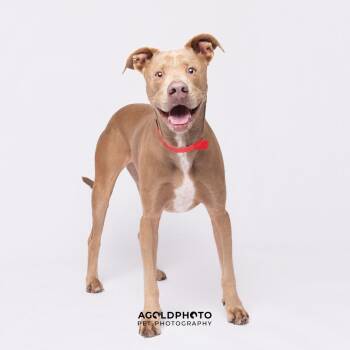 Terrier Dogs Available for Adoption - Luli | PetCurious