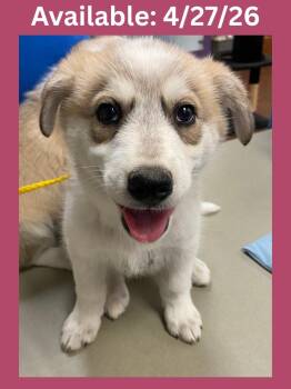 Cattle Dog and Mixed Breed Dogs Available for Adoption in Greenville, Texas - Dog Kennel #8 Cupcake | PetCurious