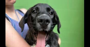 Great Pyrenees Dogs Available for Adoption in Elmsford, New York - Alyssa Liu- Available 6/2 | PetCurious