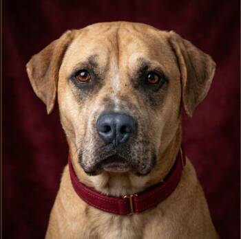 Georgie -  Labrador Retriever Dog for Adoption in Roswell, Georgia - Georgie | PetCurious