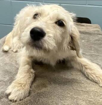 Louise -  Standard Poodle and Mixed Breed Dog for Adoption in Kansas City, Missouri - Louise | PetCurious