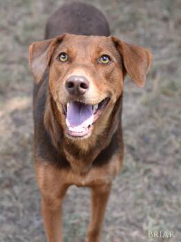 Briar (Momma) -  Doberman Pinscher Dog for Adoption in Brewster, New York - Briar (Momma) | PetCurious