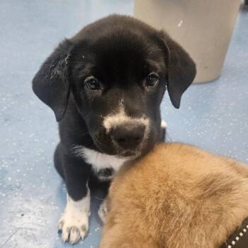 Large Marge (Hilda) -  Great Pyrenees and Great Dane Dog for Adoption in Watertown, New York - Large Marge (Hilda) | PetCurious