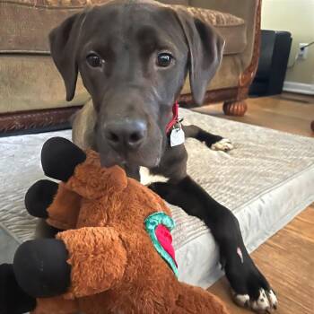 Mixed Breed Dogs Available for Adoption - Spunky | PetCurious