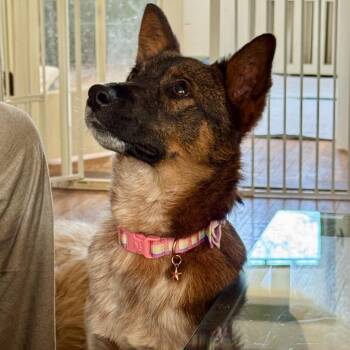 Mixed Breed Dogs Available for Adoption in Buffalo, Minnesota - Frankie | PetCurious