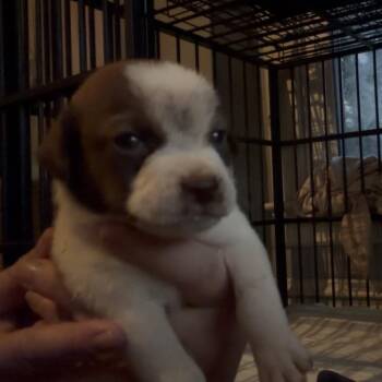 Winston -  Shih Tzu and Pit Bull Terrier Dog for Adoption in Pittsburg, Kansas - Winston | PetCurious