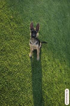 Zeus -  German Shepherd Dog Dog for Adoption in Hot Springs, South Dakota - Zeus | PetCurious