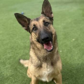 KEIRA -  German Shepherd Dog and Mixed Breed Dog for Adoption in Camarillo, California - KEIRA | PetCurious