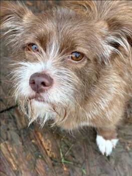 Clara -  Terrier Dog for Adoption in Garden Valley, Idaho - Clara | PetCurious
