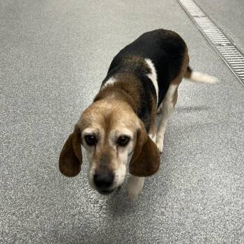 Beagle Dogs Available for Adoption - Gloria | PetCurious