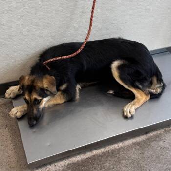 108683 -  Mixed Breed Dog for Adoption in Las Cruces, New Mexico - 108683 | PetCurious