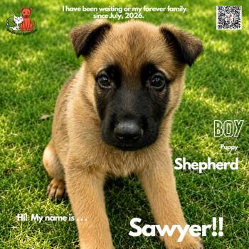 Sawyer -  Shepherd Dog for Adoption in Westminster, California - Sawyer | PetCurious
