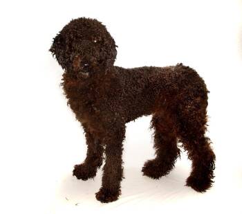 Standard Poodle Dogs Available for Adoption in Oakland Park, Florida - Scarmooch | PetCurious