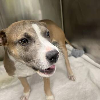 Mixed Breed Dogs Available for Adoption - Bluebonnet | PetCurious