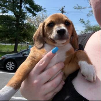 Beagle Dogs Available for Adoption in Rockville, Maryland - Cocoa Puff | PetCurious