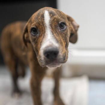 Randy -  Terrier and Mixed Breed Dog for Adoption in Pawling, New York - Randy | PetCurious