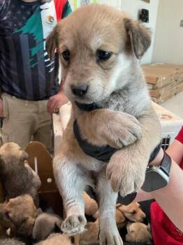 Mixed Breed Dogs Available for Adoption in Hobbs, New Mexico - Lilac | PetCurious