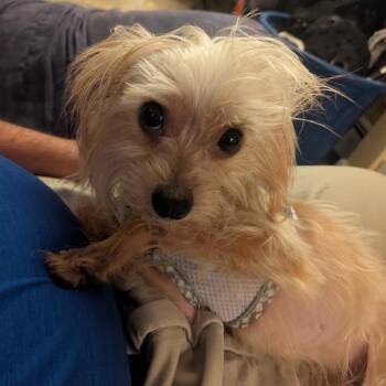 Yorkshire Terrier Dogs Available for Adoption in Rockville, Maryland - King Butterbeer | PetCurious