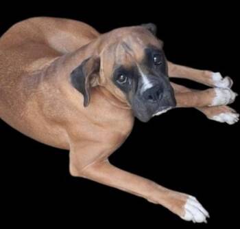 Hailey -  Boxer Dog for Adoption in Malvern, Pennsylvania - Hailey | PetCurious