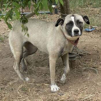 Stitch -  Anatolian Shepherd Dog for Adoption in Gordonsville, Tennessee - Stitch | PetCurious