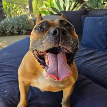 Ziggy Stardust -  Pit Bull Terrier Dog for Adoption in Ramona, California - Ziggy Stardust | PetCurious