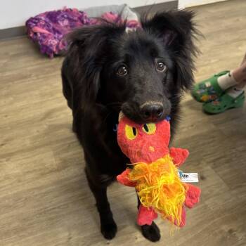 Crow -  Collie Dog for Adoption in Jamestown, North Dakota - Crow | PetCurious