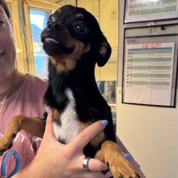 Sassafras -  Chihuahua and Mixed Breed Dog for Adoption in Brownsboro, Alabama - Sassafras | PetCurious