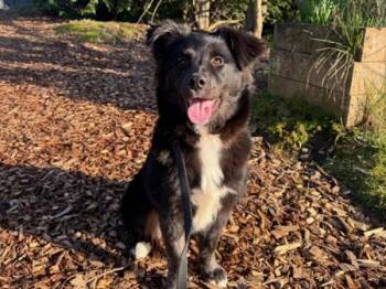 Border Collie Dogs Available for Adoption - River | PetCurious
