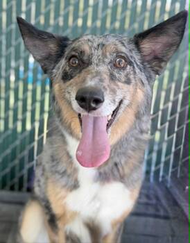 Australian Shepherd and German Shepherd Dog Dogs Available for Adoption in Fruit Heights, Utah - Rudy Rue | PetCurious