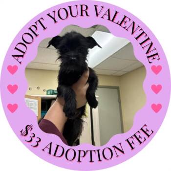 Pug and Terrier Dogs Available for Adoption - ESME | PetCurious