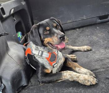 Cattle Dog and Labrador Retriever Dogs Available for Adoption in Gig Harbor, Washington - Tony | PetCurious