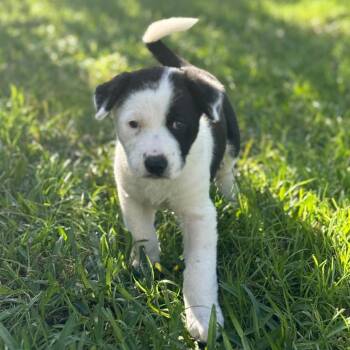 Pointer and Australian Cattle Dog Blue Heeler Dogs Available for Adoption - Bamboo | PetCurious