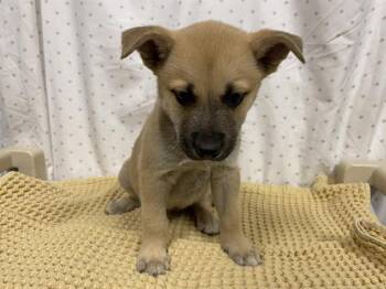 German Shepherd Dog Dogs Available for Adoption in Modesto, California - A611011 | PetCurious