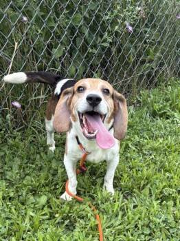 Copper -  Beagle and Mixed Breed Dog for Adoption in Quakertown, Pennsylvania - Copper | PetCurious