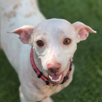 Sphynxee ATG -  Chihuahua and Dachshund Dog for Adoption in Austin, Texas - Sphynxee ATG | PetCurious
