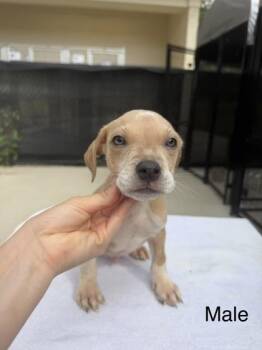 Mixed Breed Dogs Available for Adoption in West Chester, Pennsylvania - Yeti | PetCurious