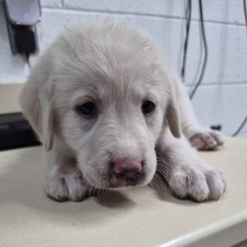 Emma -  Great Pyrenees and Black Labrador Retriever Dog for Adoption in Ardmore, Oklahoma - Emma | PetCurious