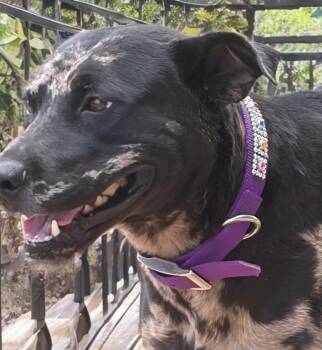 Dodger/castle -  Labrador Retriever and American Staffordshire Terrier Dog for Adoption in Kingman, Arizona - Dodger/castle | PetCurious