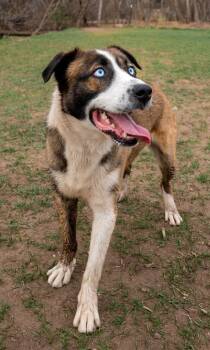 Australian Shepherd and Shepherd Dogs Available for Adoption - Richard 2 | PetCurious